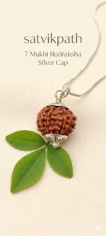 7Mukhi Nepal Rudraksha - Image 2