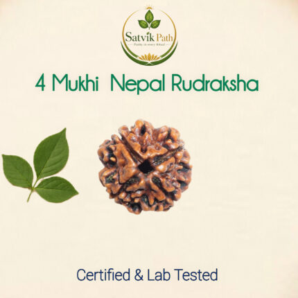 4  Mukhi Nepal Rudraksha