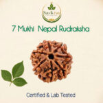 7Mukhi Nepal Rudraksha
