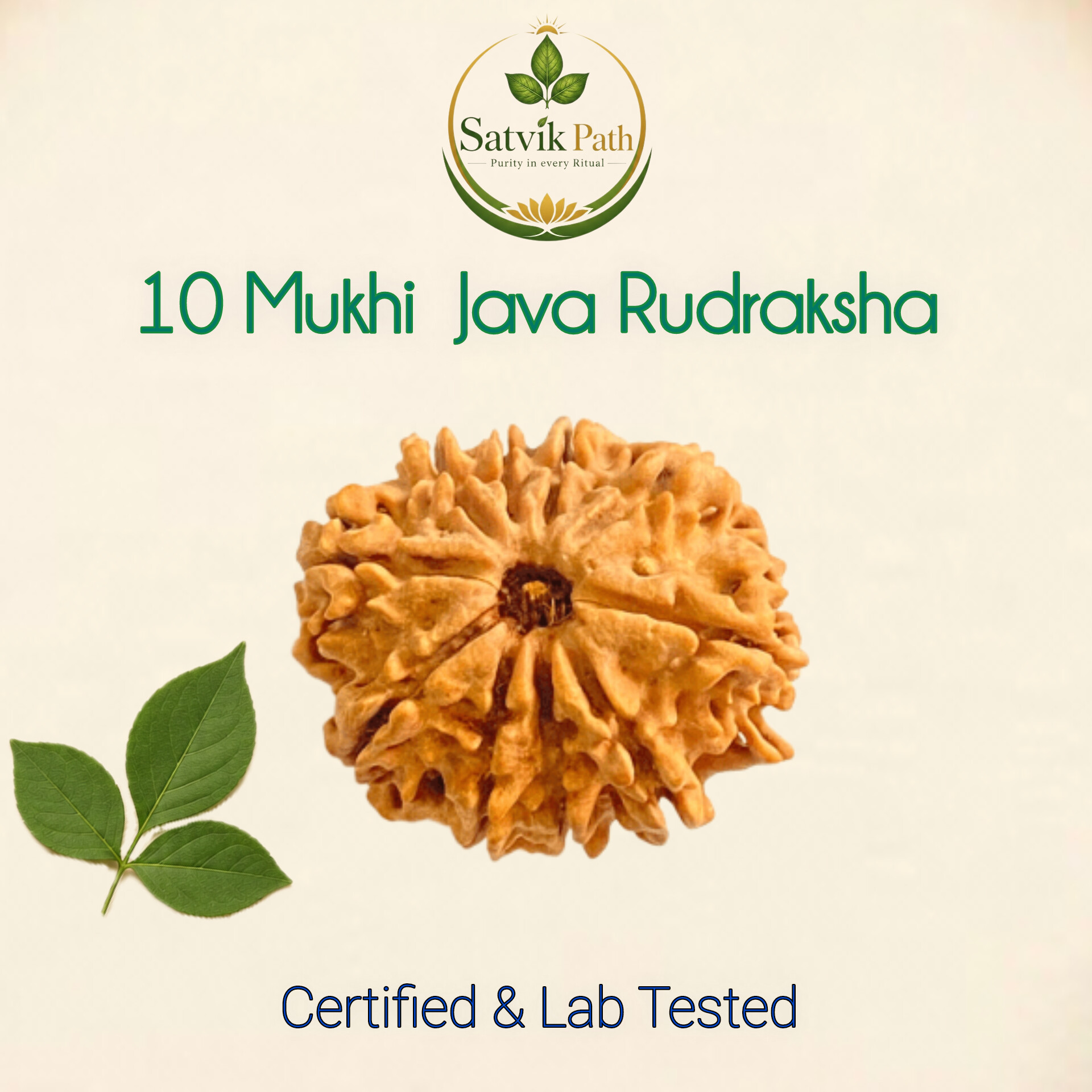 InShot_20260507_231726134 10 Mukhi Java Rudraksha with Silver cap - Image 1