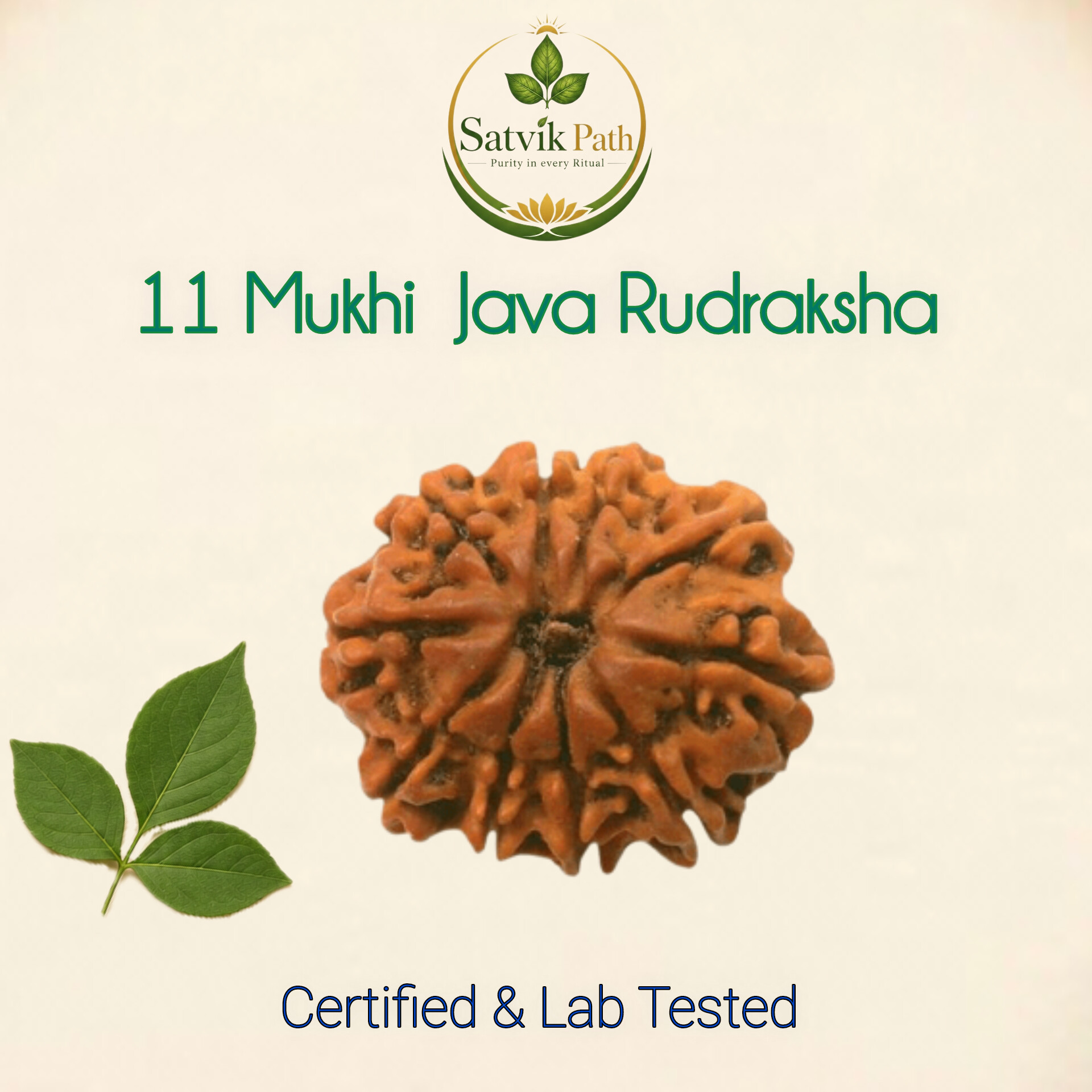 InShot_20260507_232055083 11 Mukhi Java Rudraksha with Silver cap - Image 1