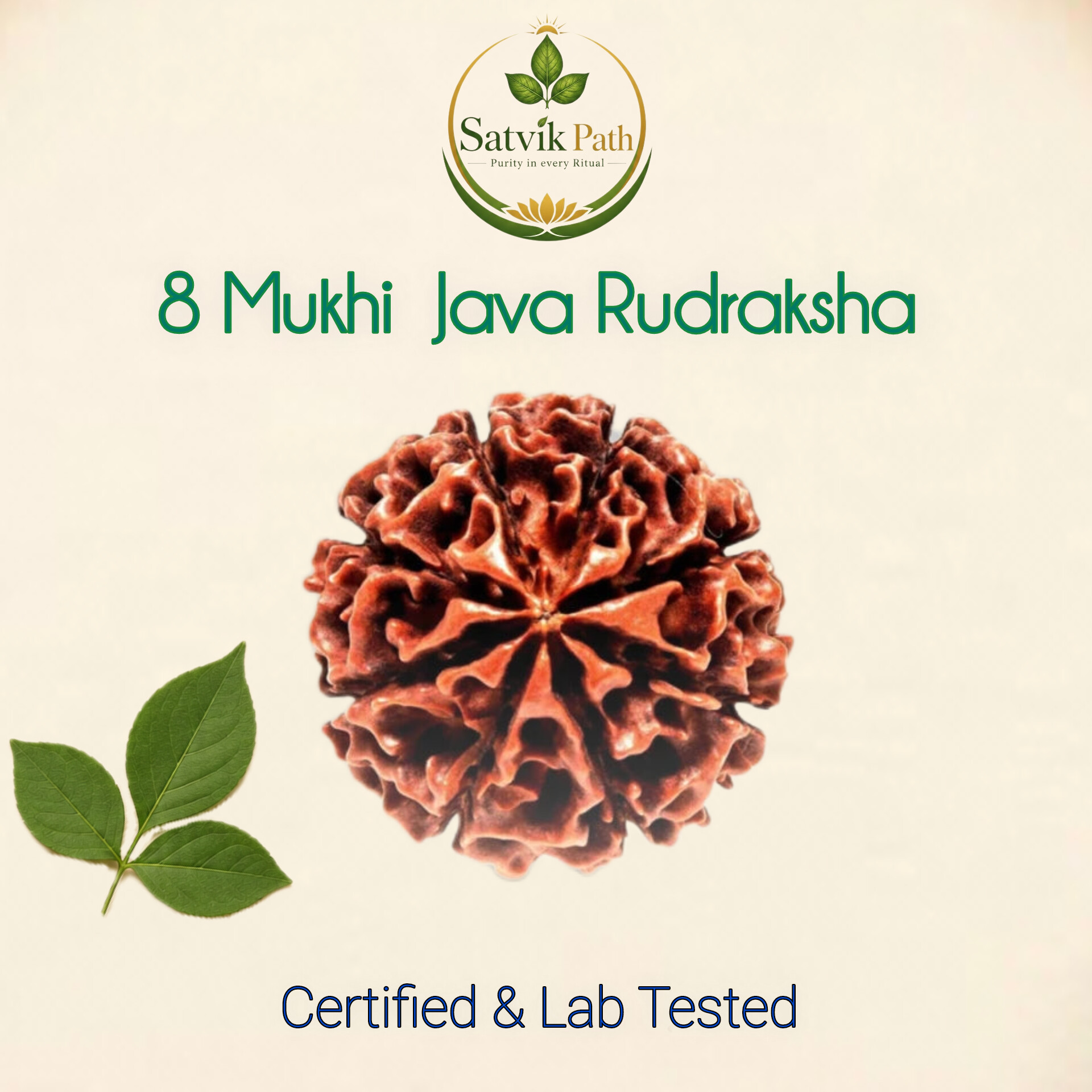 InShot_20260507_232807005 8Mukhi Nepal Rudraksha - Image 1