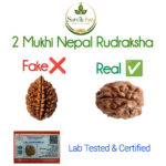 2 Mukhi original Rudraksha - Image 2