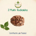 2 Mukhi original Rudraksha